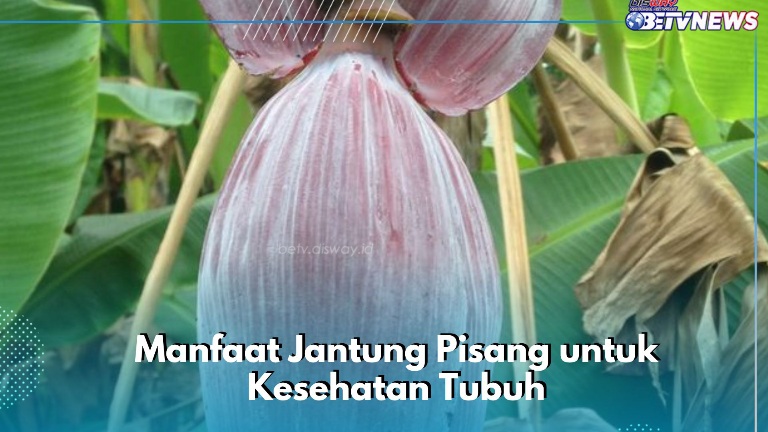 Makin Sehat, Cek Manfaat Lain Jantung Pisang di Sini! Salah Satunya Mencegah Pengeroposan Tulang