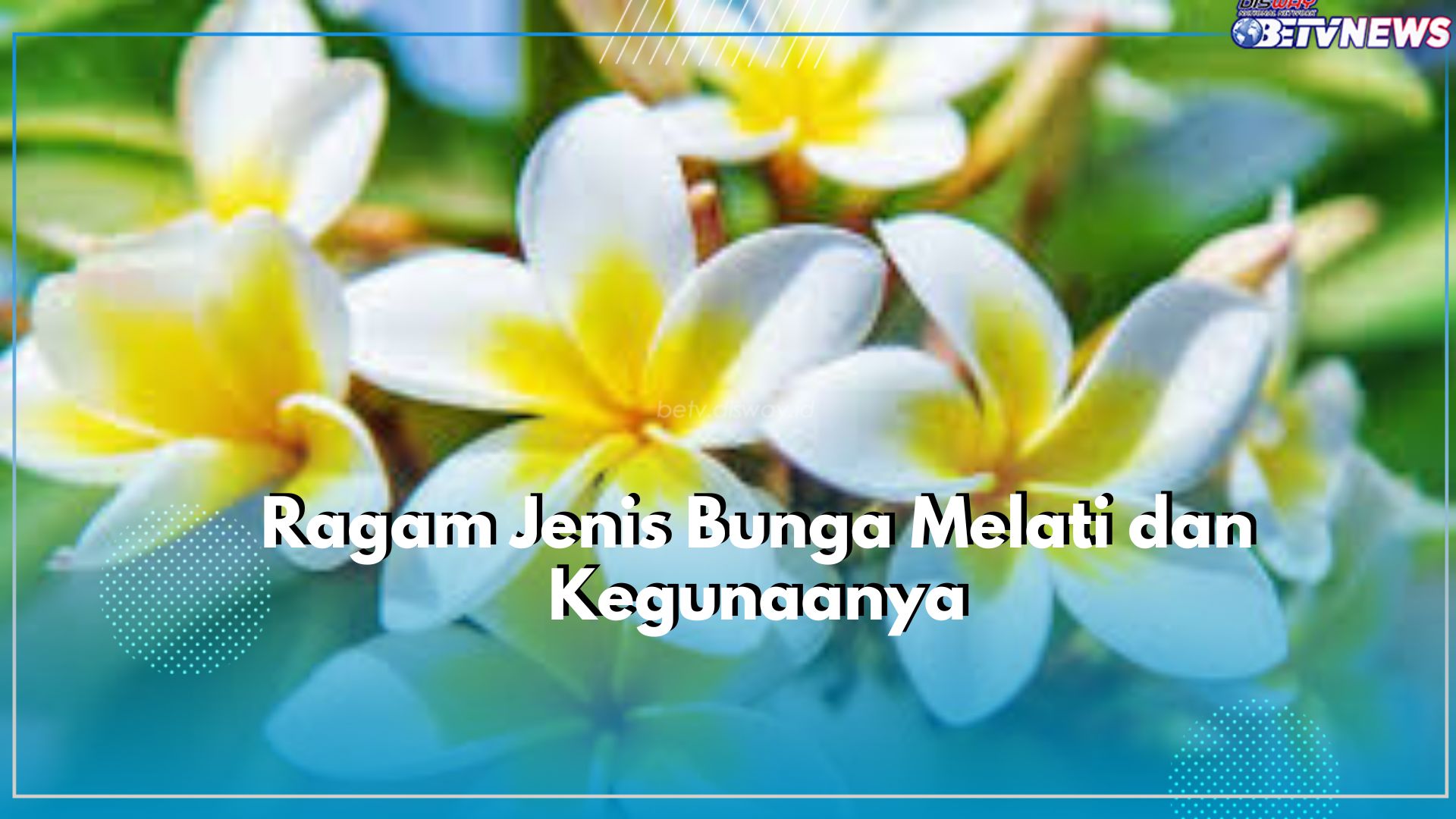Tentukan Favoritmu! Kenali Ragam Jenis Bunga Melati dan Kegunaanya