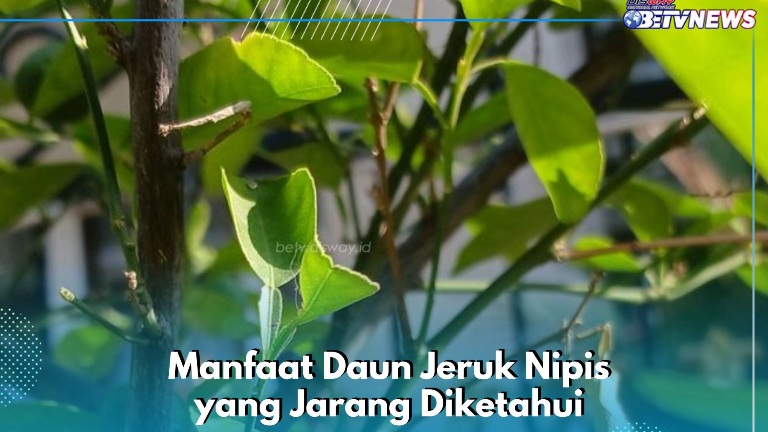 Cukup Gunakan Daun Jeruk Nipis Ini Dapat Meningkatkan Kesehatan Mulut, Cek Manfaat Lainnya