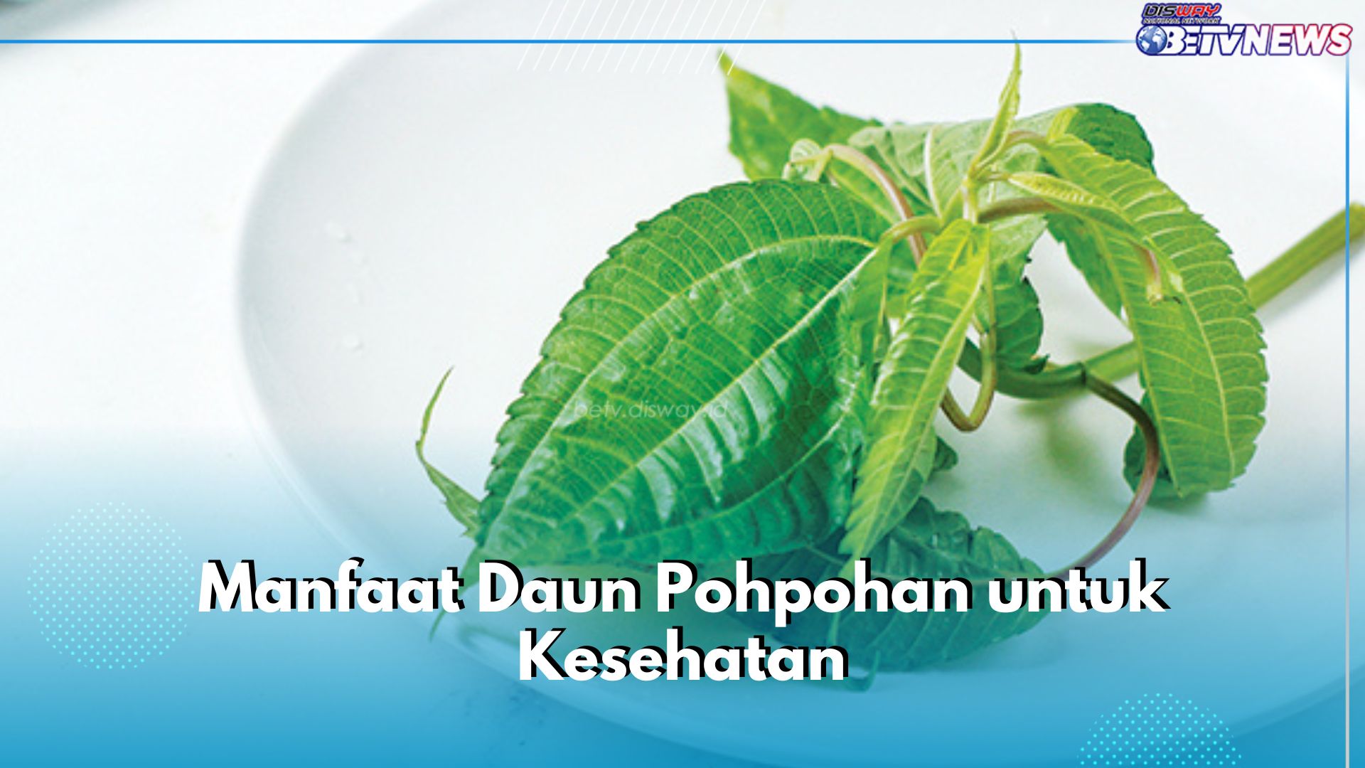 Jadi Lalapan Khas Gunung Salak, Ini 6 Manfaat Daun Pohpohan untuk Kesehatan