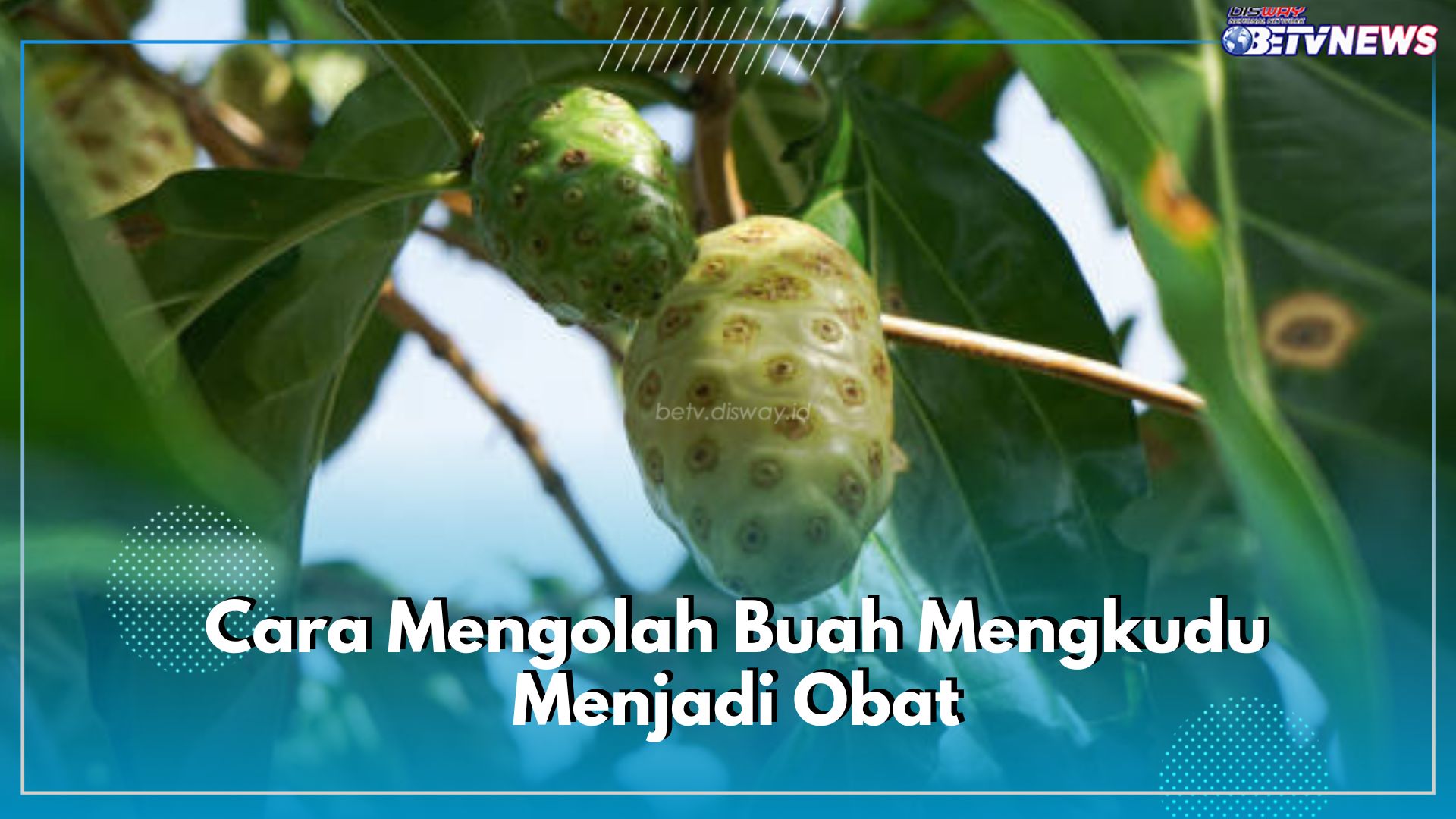 Buah Mengkudu Bisa Jadi Obat, Begini 6 Cara Mengolahnya