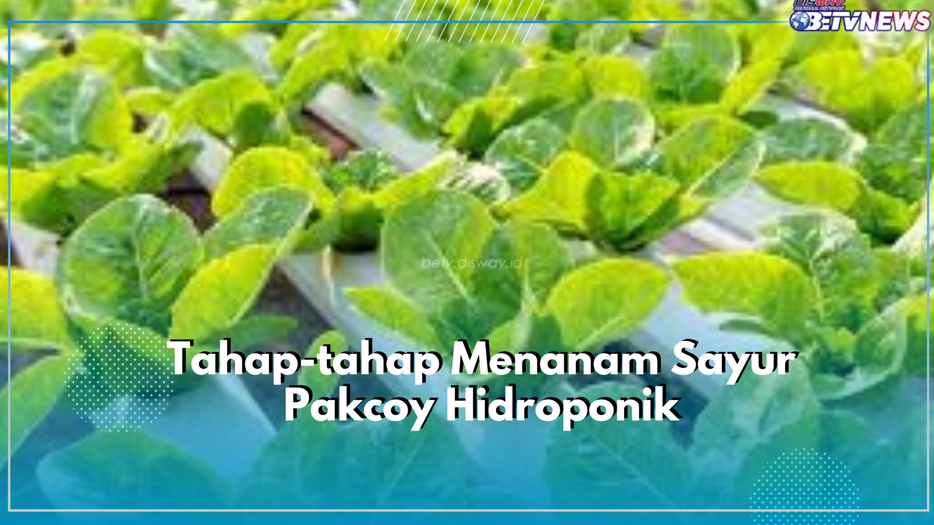 Ada 2 Tahap yang Bisa Dicoba untuk Menanam Sayur Pakcoy Hidroponik, Klaim Caranya Disini!