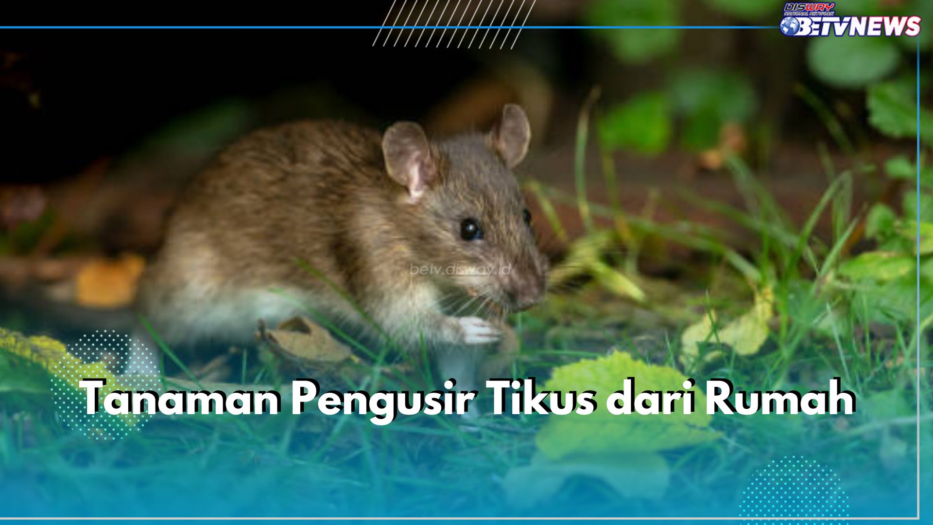 Wajib Tahu! 7 Tanaman Ini Bisa Usir Tikus dari Rumah, Salah Satunya Serai