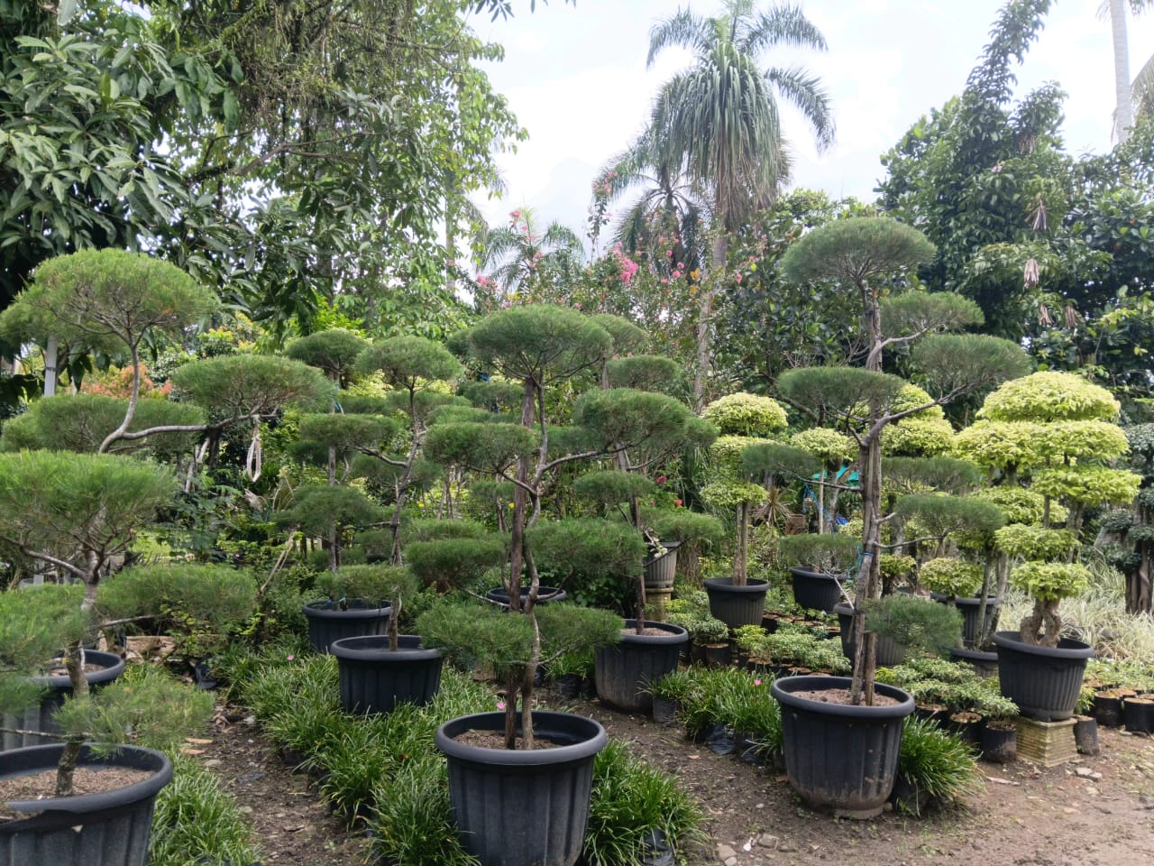 Budidaya Bonsai Jadi Peluang Usaha Menarik di Tengah Masyarakat Bengkulu