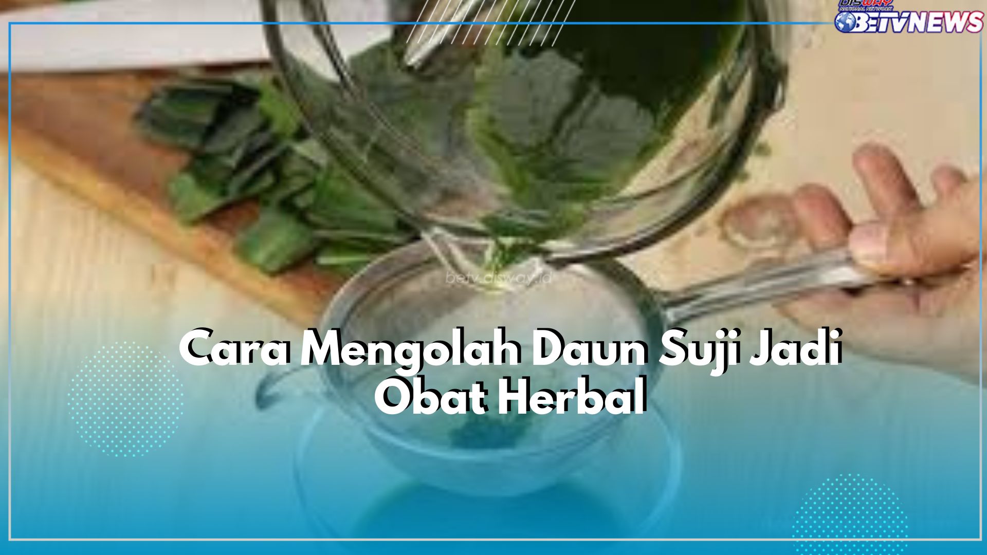 Dapat Dijadikan Sebagai Obat Herbal, Berikut Ini Cara Merebus Daun Suji dan Khasiatnya untuk Kesehatan