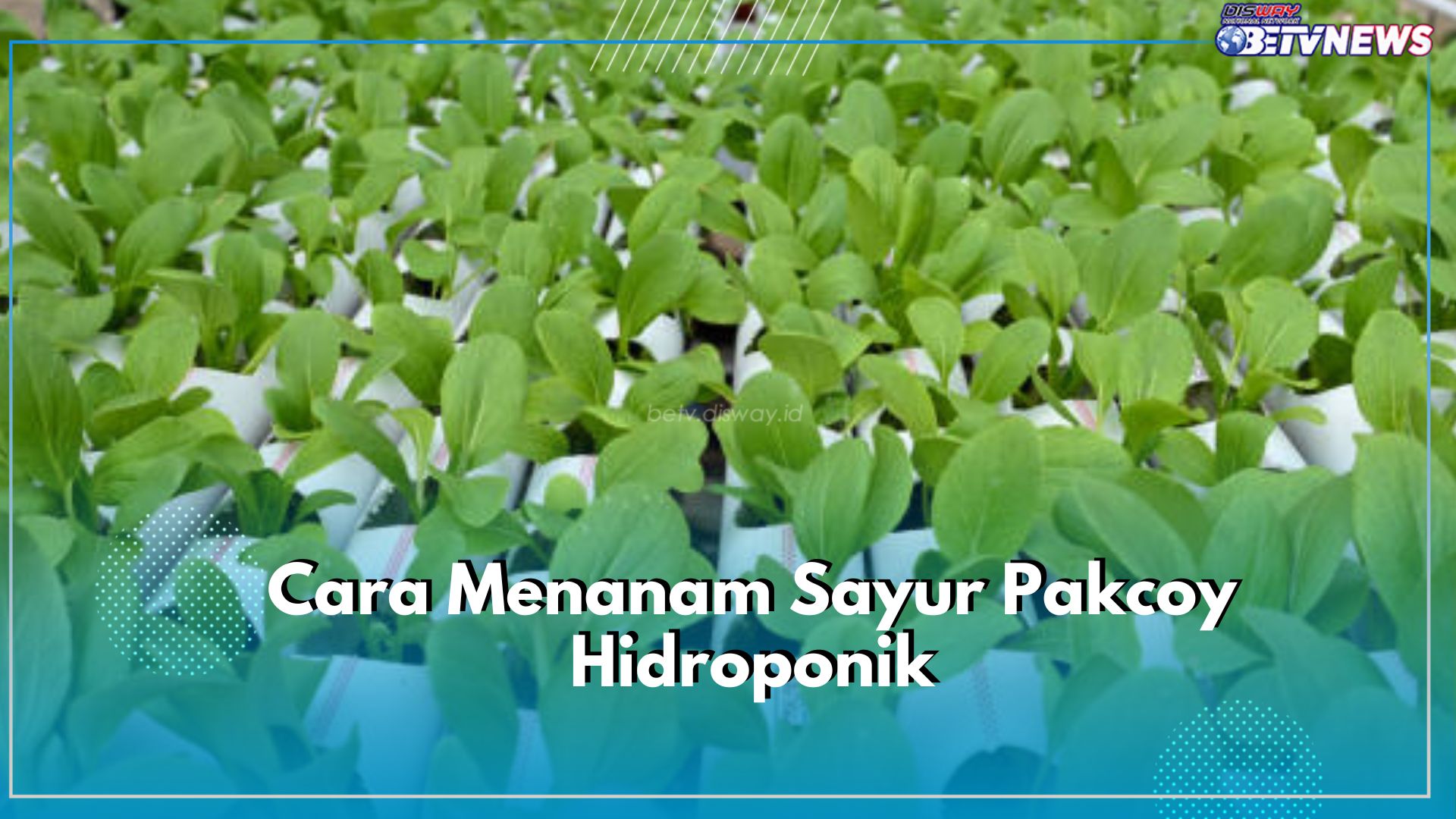 Kenali Cara Menanam Sayur Pakcoy agar Tumbuh Segar, Gunakan Sistem Hidroponik