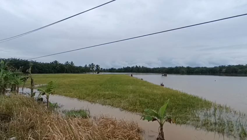 Banjir Rendam 100 Hektare Sawah, Petani Desa Srikuncoro Gagal Panen