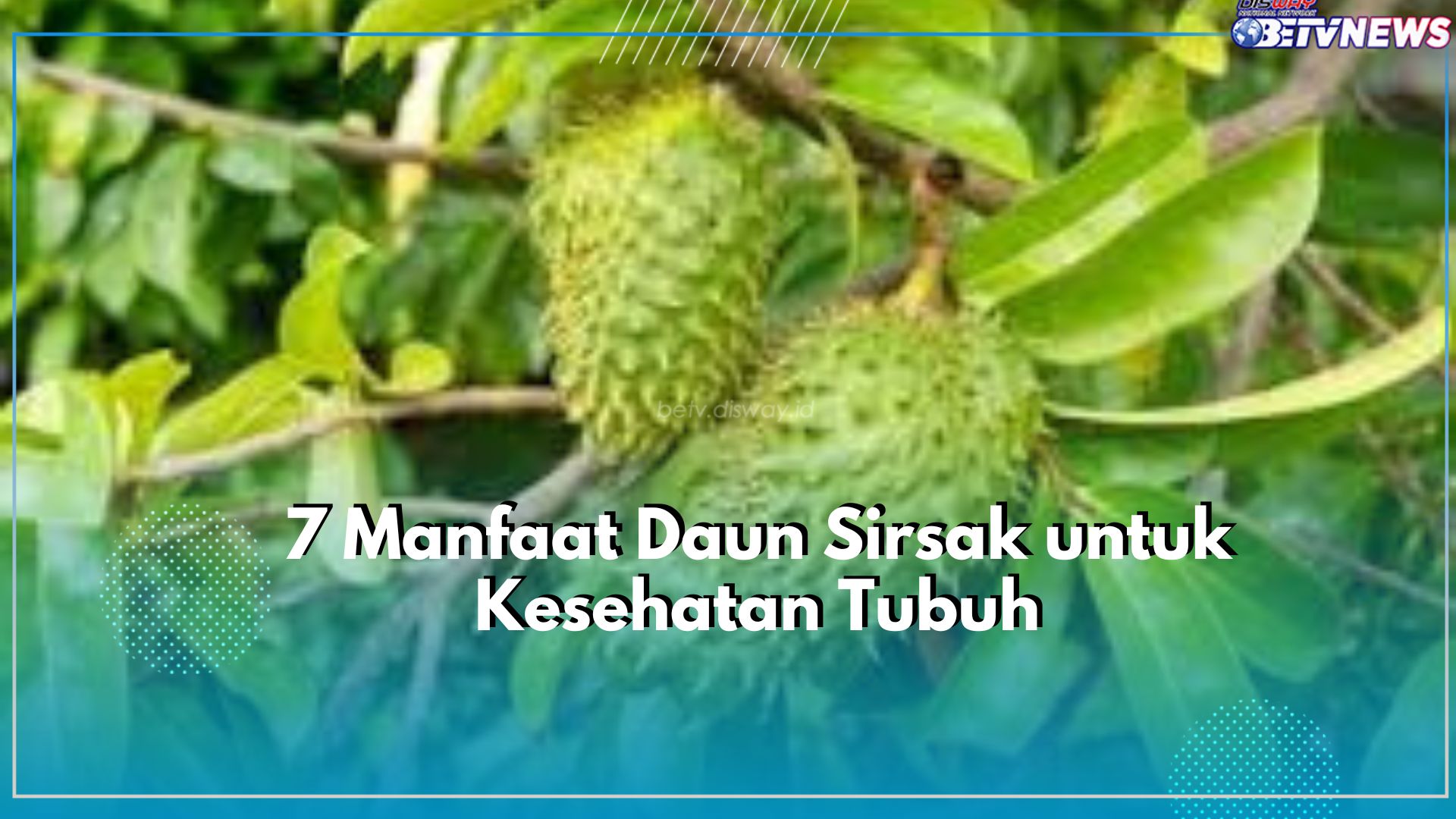 Daun Sirsak Tawarkan 7 Manfaat Baik untuk Jaga Kesehatan Tubuh, Nomor 1 Paling Dibutuhkan!