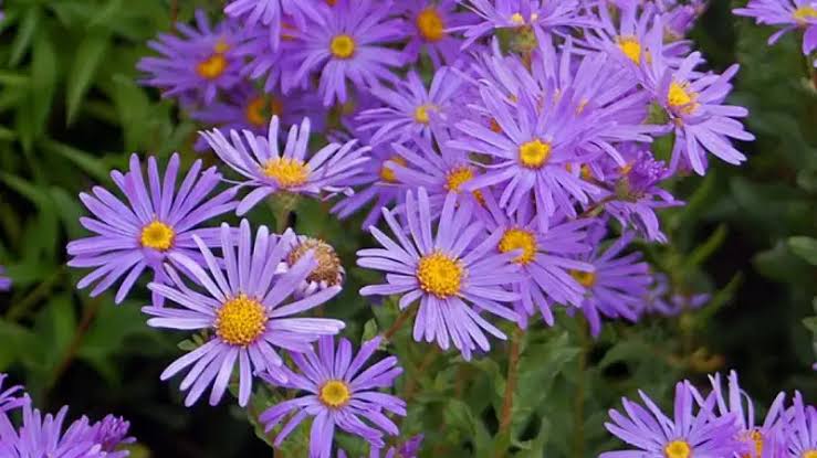 5 Makna Simbolis Bunga Aster yang Harus Kamu Ketahui, Lambang Kesetiaan hingga Harapan