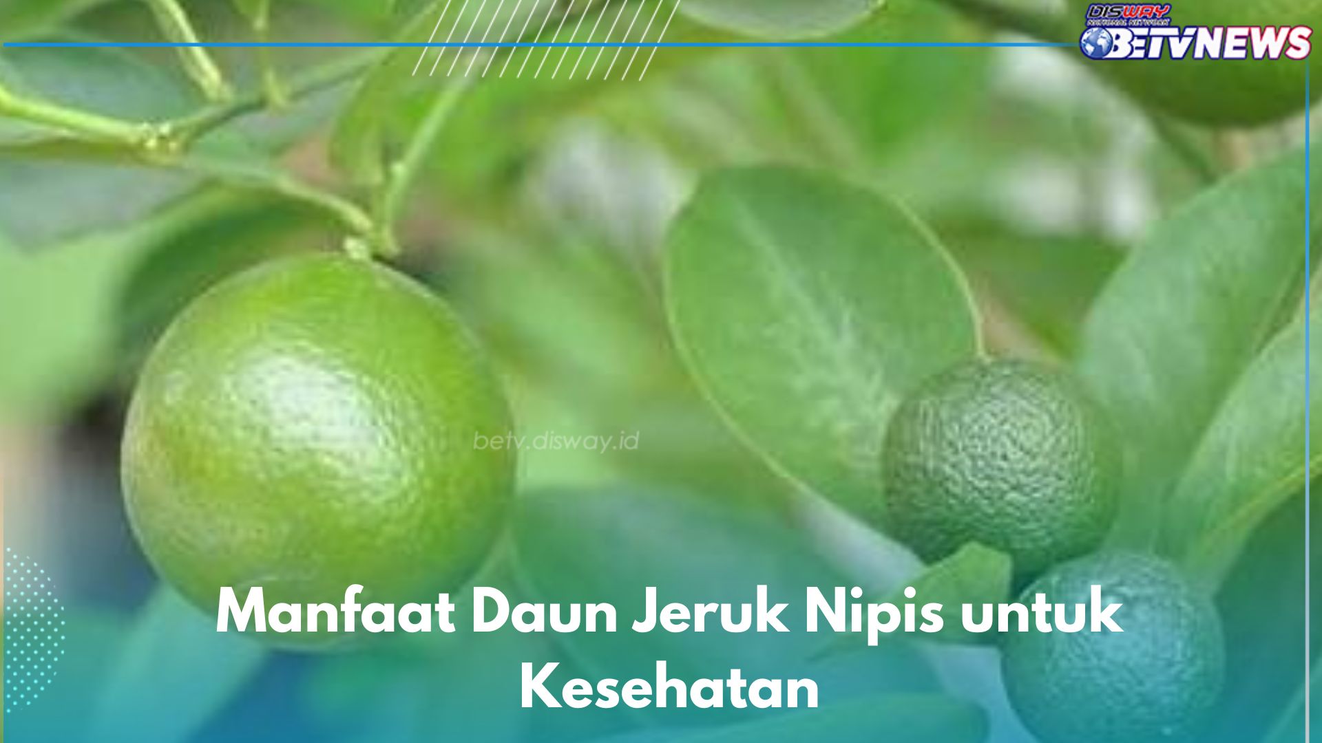 9 Manfaat Konsumsi Daun Jeruk Nipis untuk Kesehatan, Ampuh Menghilangkan Flek Hitam di Wajah