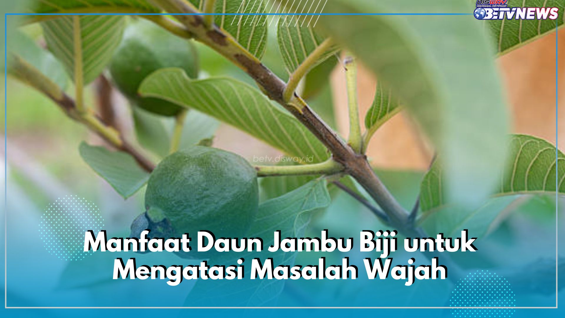 Hilangkan Keriput Secara Alami, Ini 6 Manfaat Daun Jambu Biji untuk Mengatasi Masalah Wajah