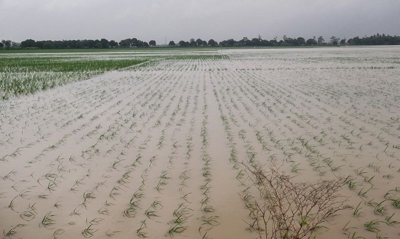 Seluma Diguyur Hujan Deras, Distan Sebut Belum Ada Lahan Sawah Terdampak Banjir 