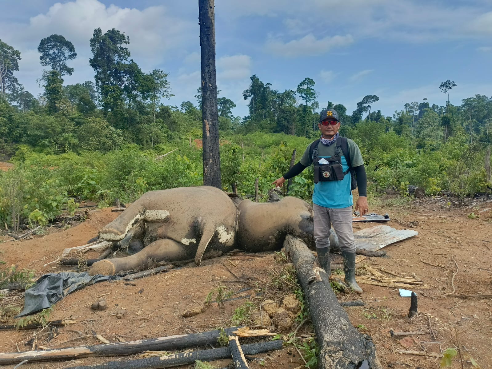 Krisis Habitat Kian Nyata, 2 Gajah Sumatera Ditemukan Mati di Hutan Mukomuko