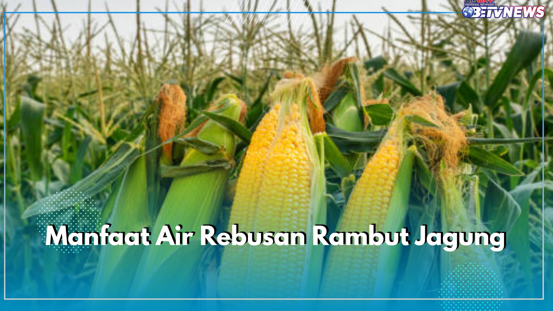 Air Rebusan Rambut Jagung Berkhasiat Mengobati Radang Sendi, Cek di Sini Kandungan dan Manfaat Lainnya