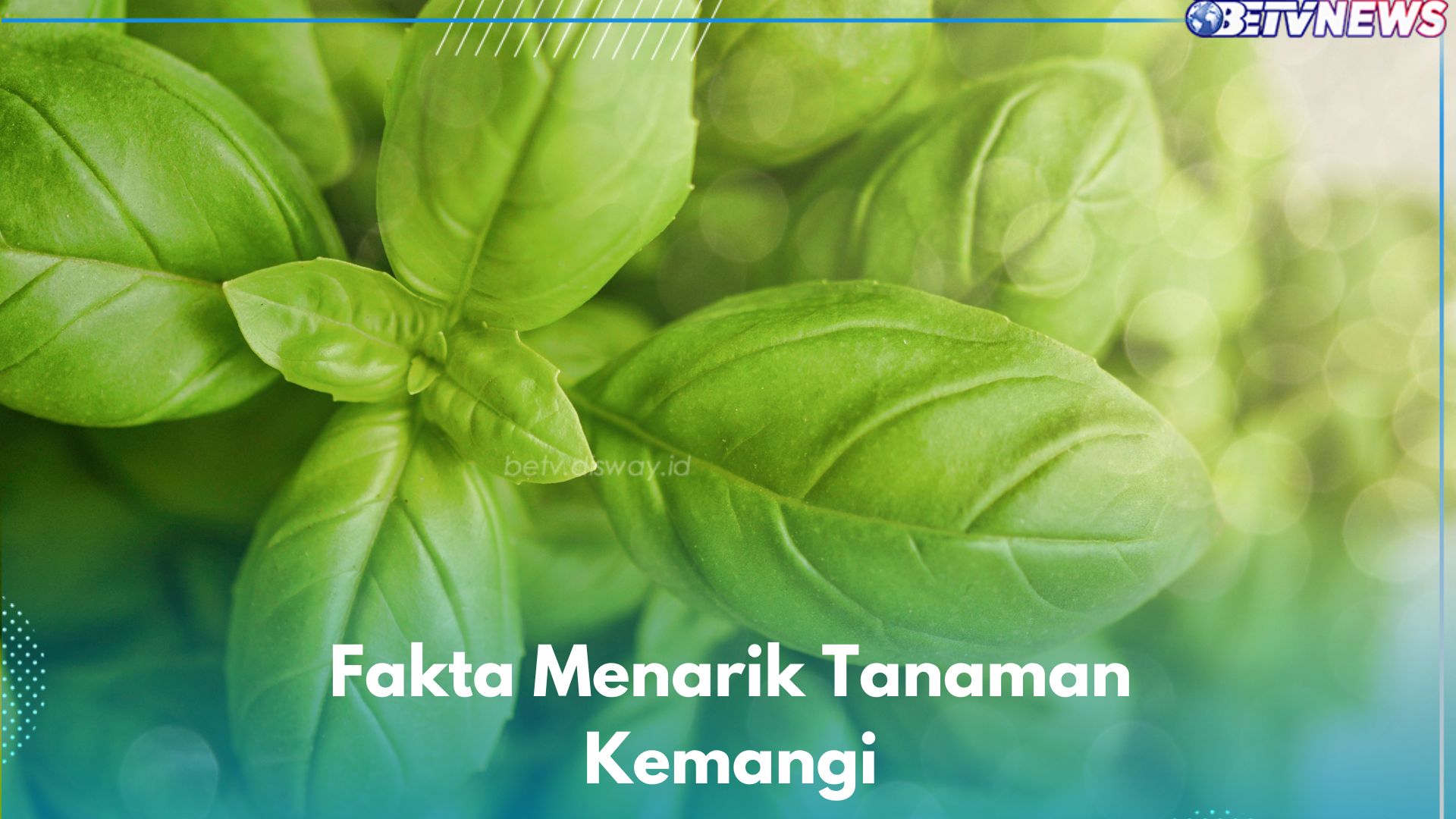 7 Fakta Menarik Tanaman Kemangi yang Jarang Diketahui, Kerap Jadi Obat Herbal