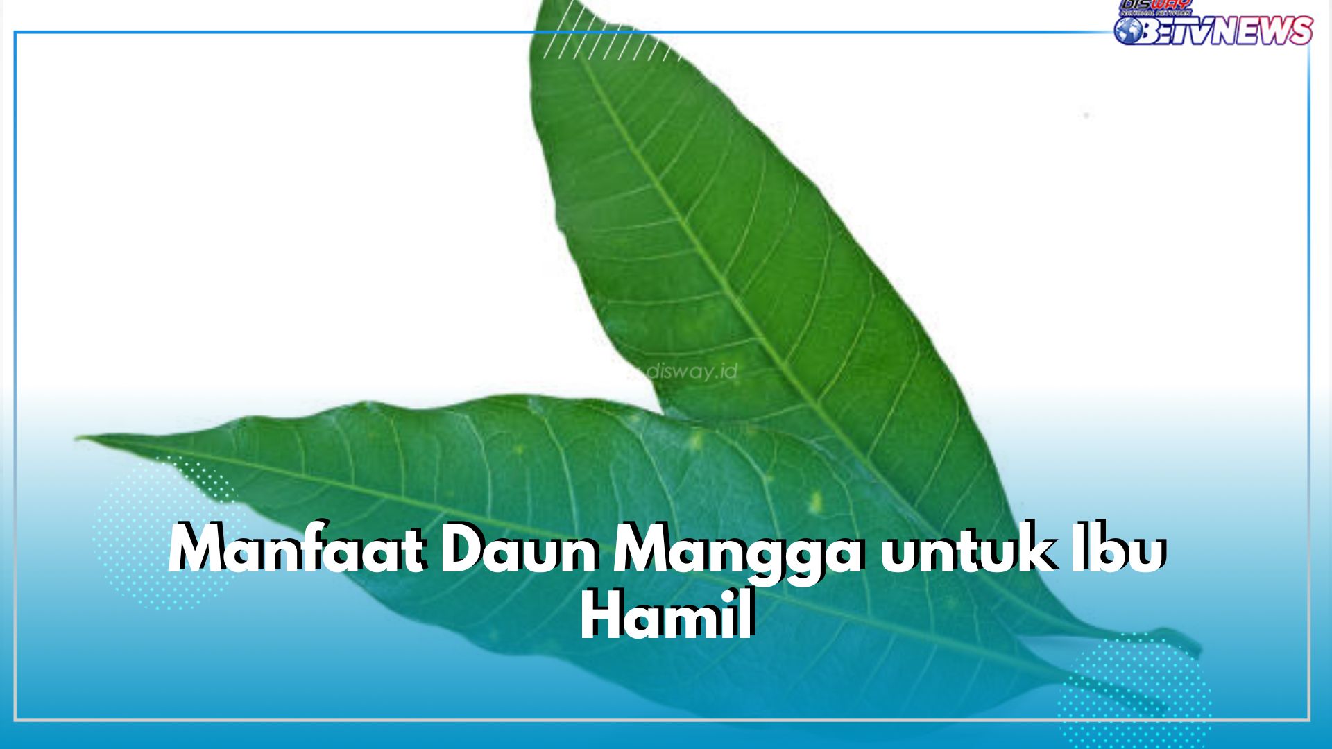 Daun Mangga Baik untuk Ibu Hamil, Ini 6 Manfaat yang Ditawarkan