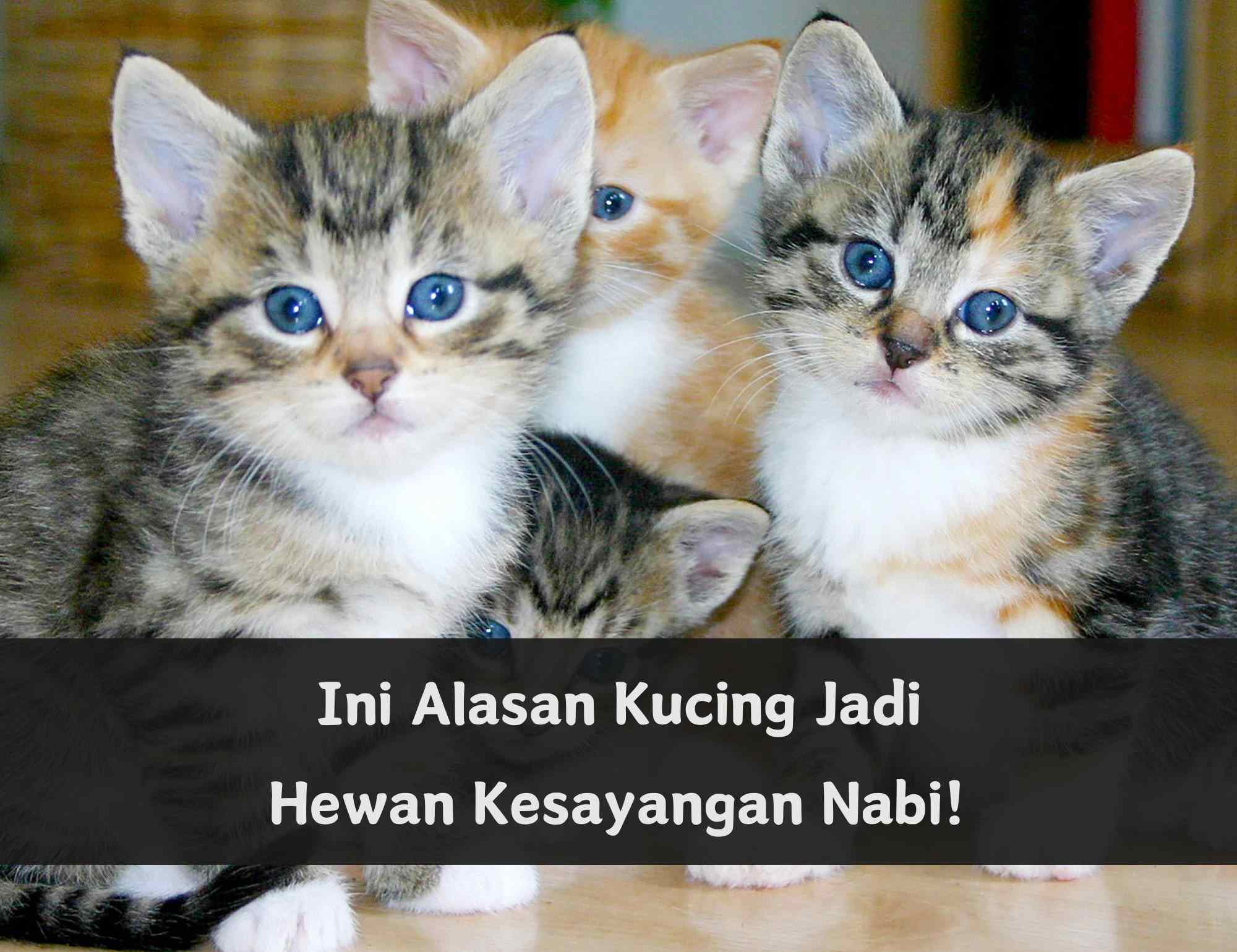 Ternyata Ini 6 Alasan Kucing Jadi Kesayangan Nabi Muhammad SAW, Salah Satunya Mendatangkan Rahmat Allah SWT 