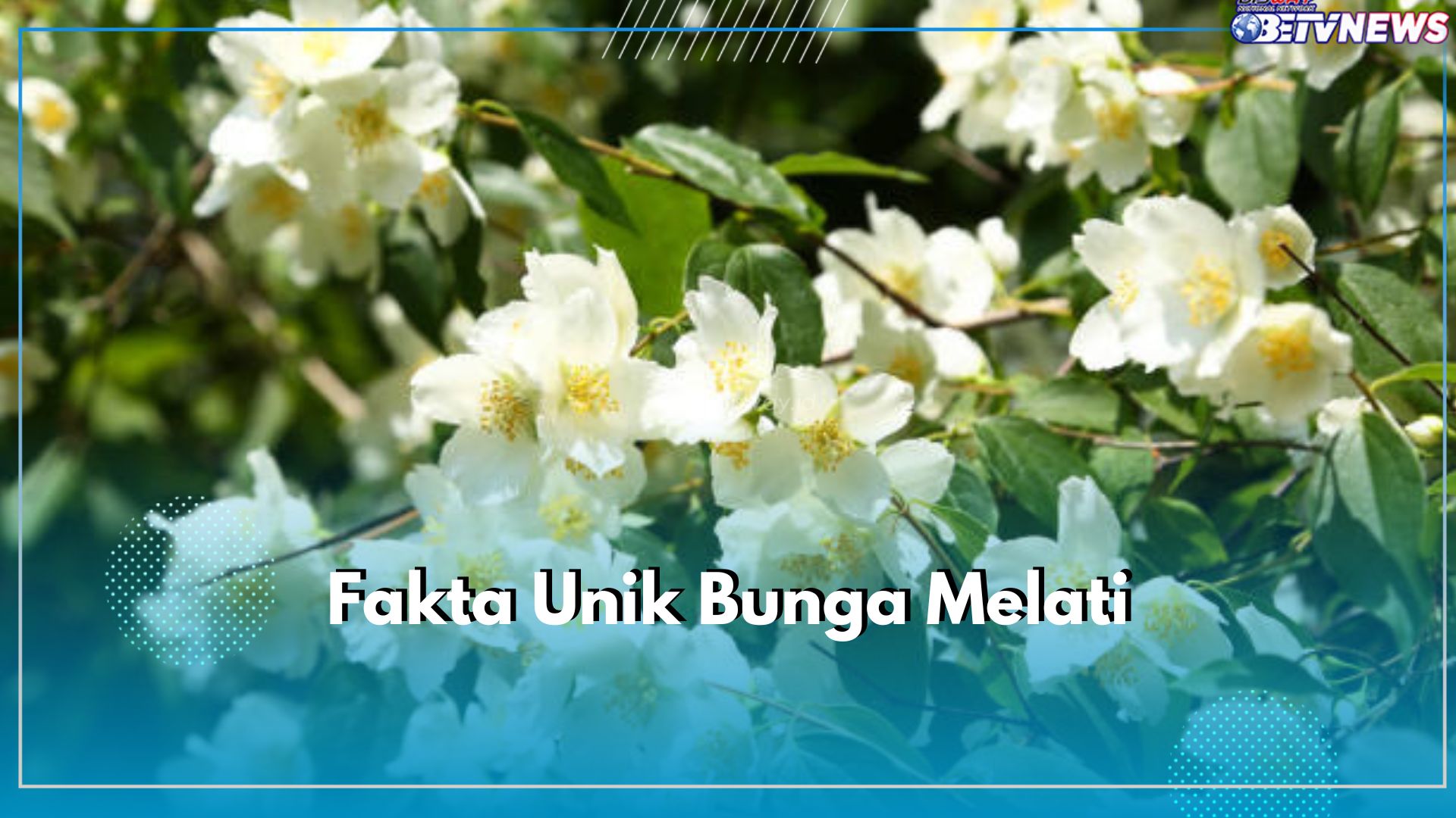 Bukan Mistis, Ini 7 Fakta Unik Bunga Melati yang Perlu Kamu Ketahui