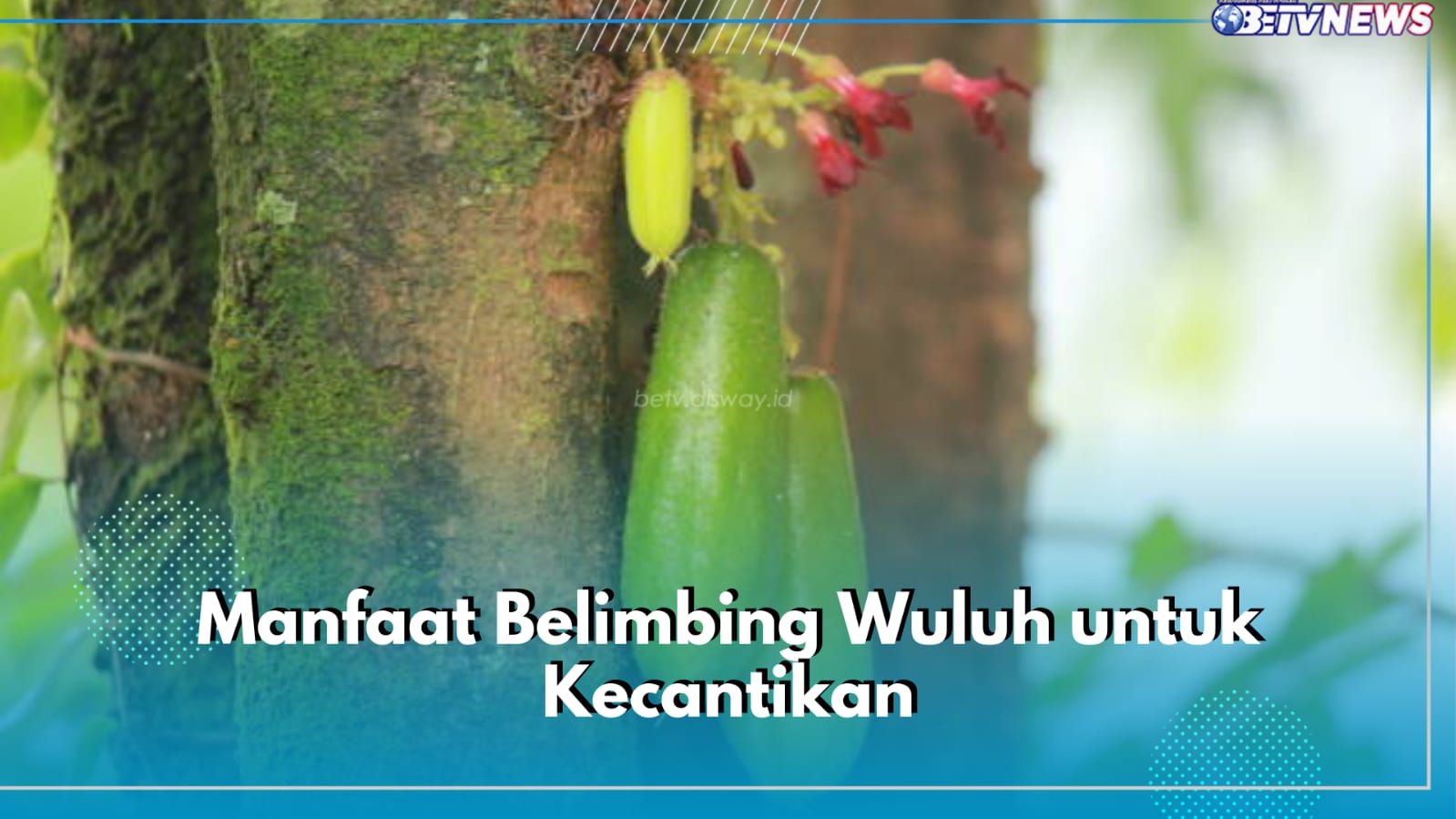 5 Manfaat Belimbing Wuluh Untuk Kecantikan, Ampuh Cerahkan Wajah hingga Atasi Penuaan Dini, Yuk Coba!