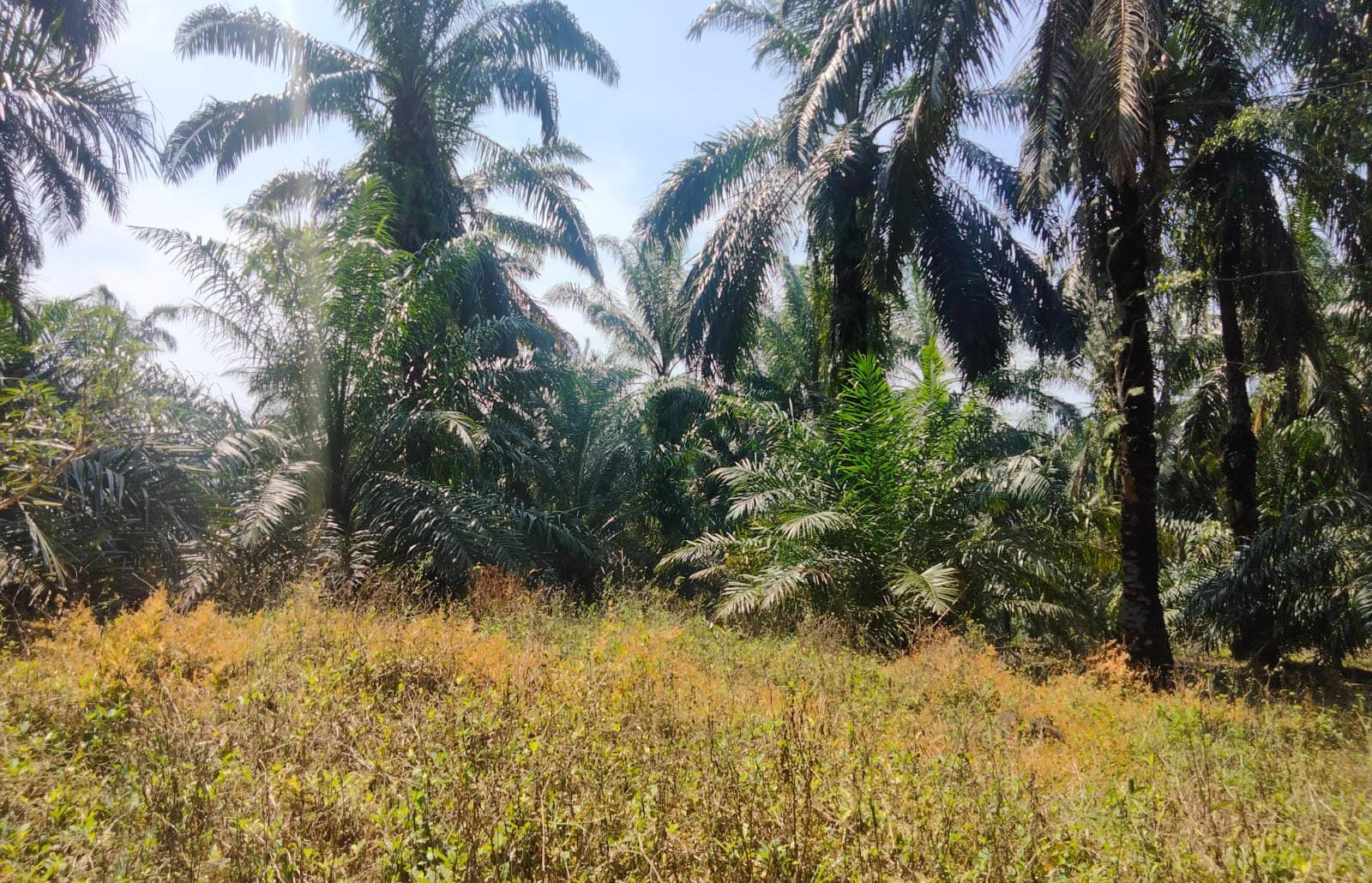 Petani Seluma Kesal, Ninja Sawit Beraksi di Tengah Harga Naik