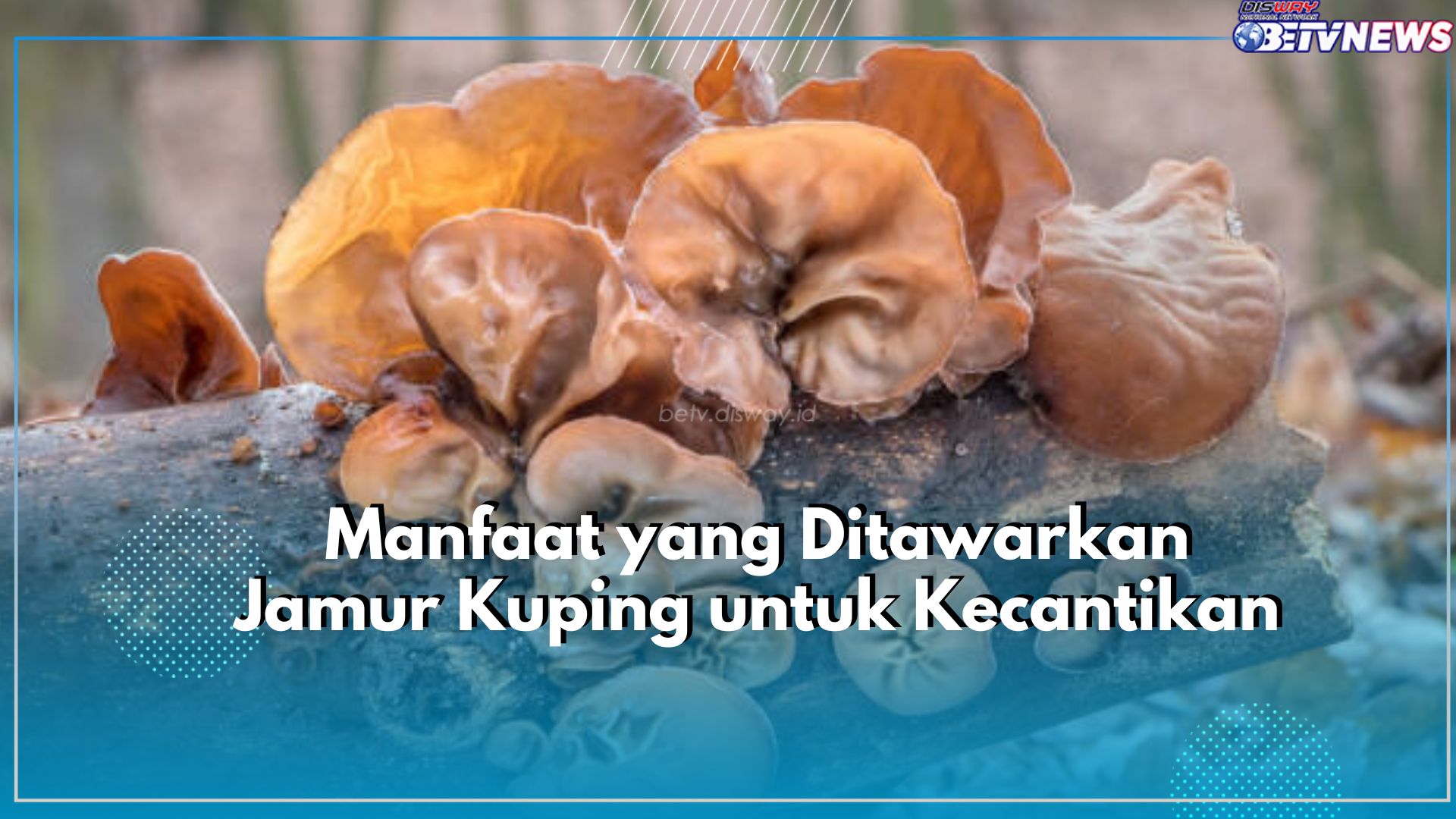 Cegah Minyak Diwajah, Cek Disini Manfaat Lain Jamur Kuping untuk Kecantikan
