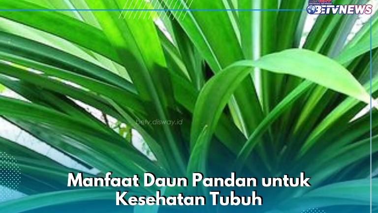 Selain Harum, Ini Sederet Manfaat Daun Pandan untuk Kesehatan, Cukup Konsumsi Secara Rutin