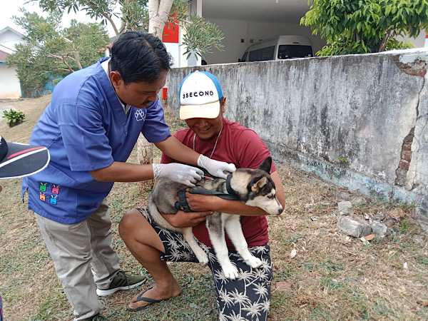 Hari Rabies Sedunia, Pemprov Berikan 1.000 Dosis Vaksin Untuk Hewan Peliharaan 