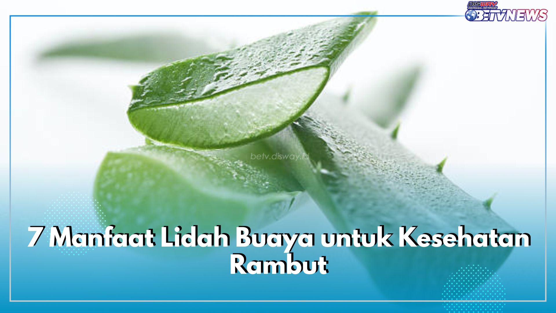 Tidak Hanya Kulit, Inilah 7 Manfaat Lidah Buaya untuk Kesehatan Rambut