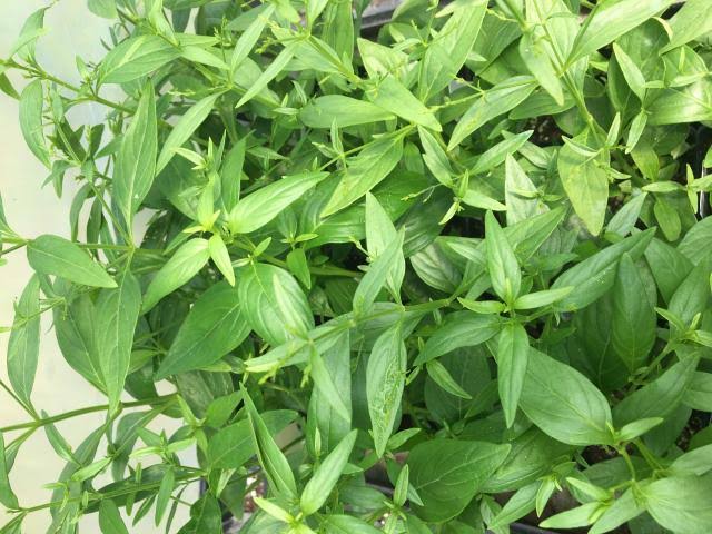 Mengonsumsi Sambiloto Secara Berlebihan Bisa Menimbulkan 5 Efek Samping Ini,  Punya Asam Lambung Jangan Coba!