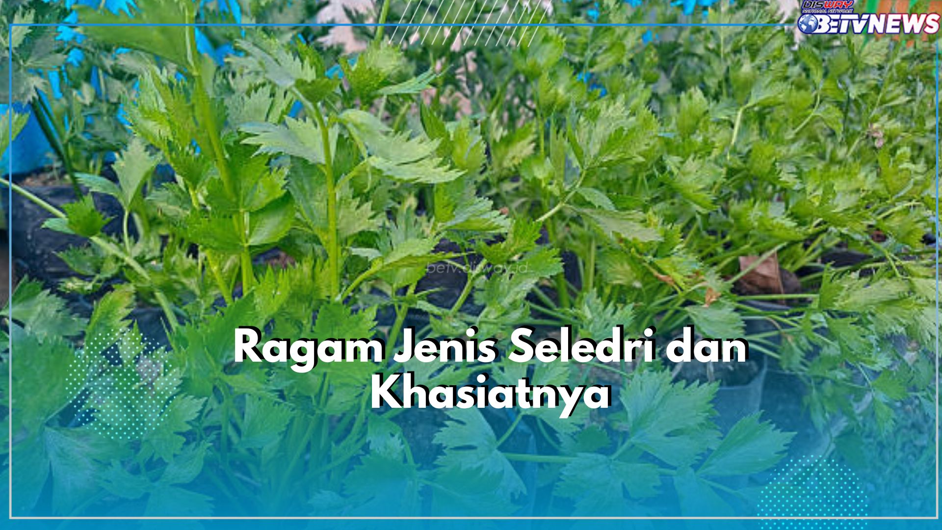 Serupa Tapi Tak Sama, Ini 5 Jenis Seledri dan Masing-masing Khasiatnya, Wajib Diketahui!