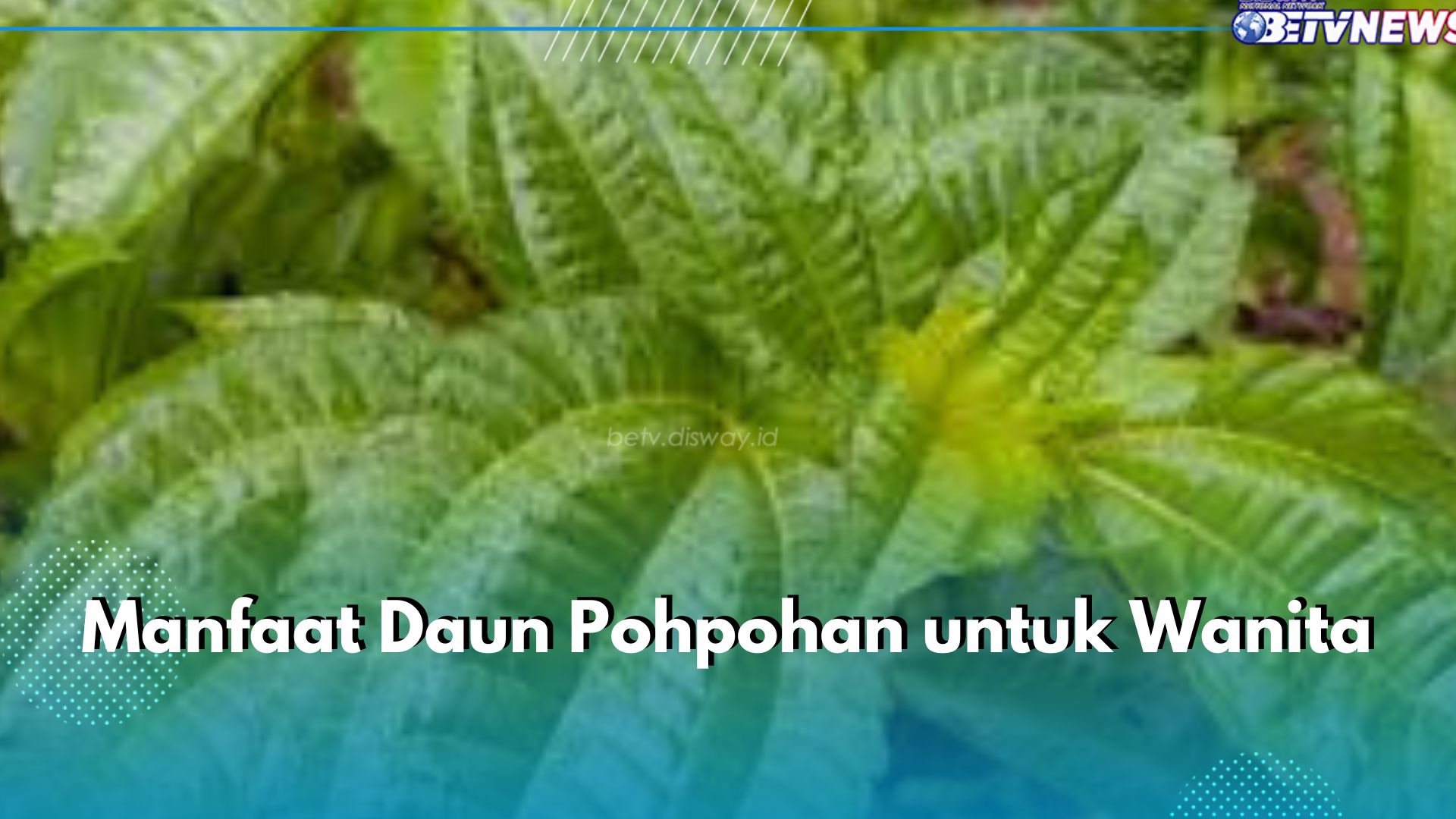 Bukan Sembarang Lalapan, Ini 5 Manfaat Tak Terduga Daun Pohpohan untuk Wanita