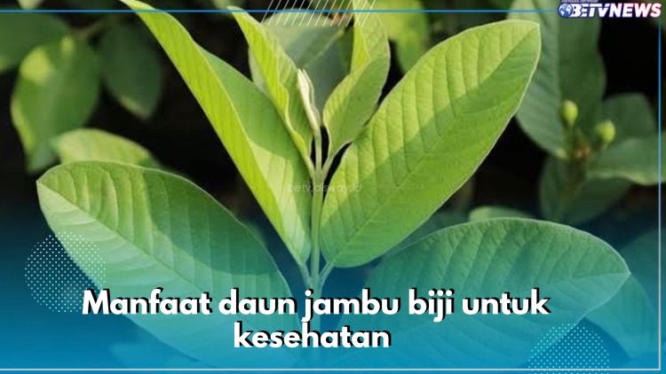  Redakan Nyeri Haid hingga Turunkan Gula Darah, Ini 10 Manfaat Daun Jambu Biji untuk Kesehatan