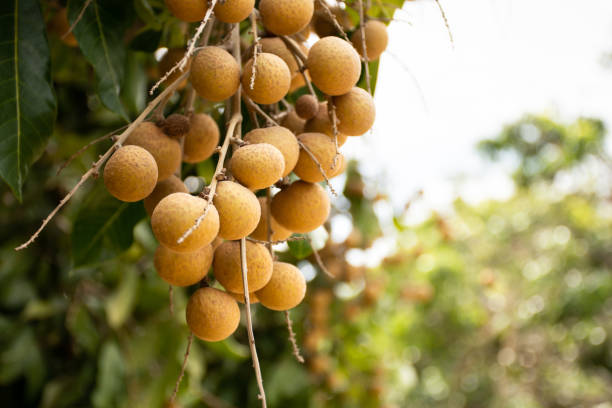 Buah Kelengkeng Mampu Melembabkan Kulit, Cek Manfaat Lainnya Untuk Kecantikan di Sini