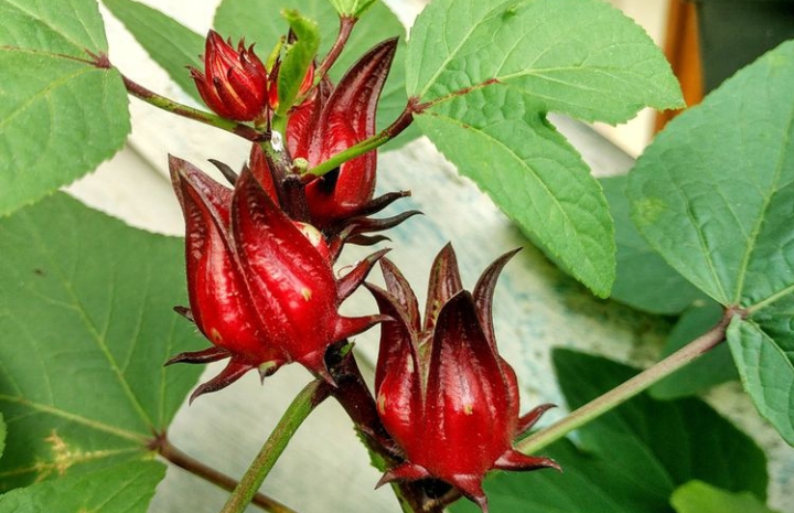 Bunga Rosella Miliki Segudang Manfaat Tersembunyi untuk Kecantikan, Cek Sekarang!