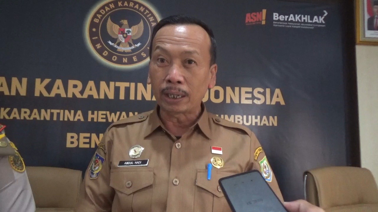 Sasar Bobot 850 Kg, Pemprov Bengkulu Seleksi Calon Sapi Kurban Bantuan Presiden