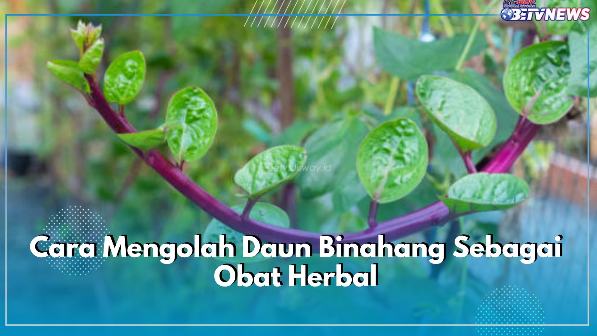 3 Cara Mengolah Daun Binahong Sebagai Obat Herbal, Efektif Mengobati Masalah Kesehatan Secara Alami