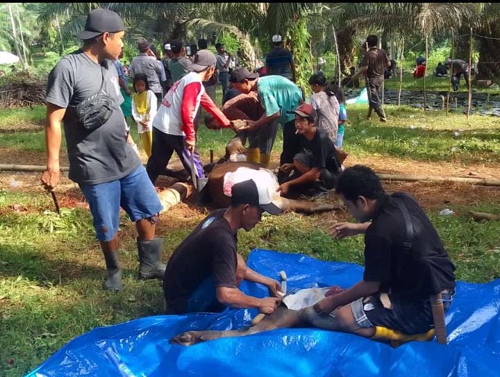 Puluhan Warga Desa Sukasari Seluma Gotong Royong Sembelih 18 Ekor Hewan Kurban