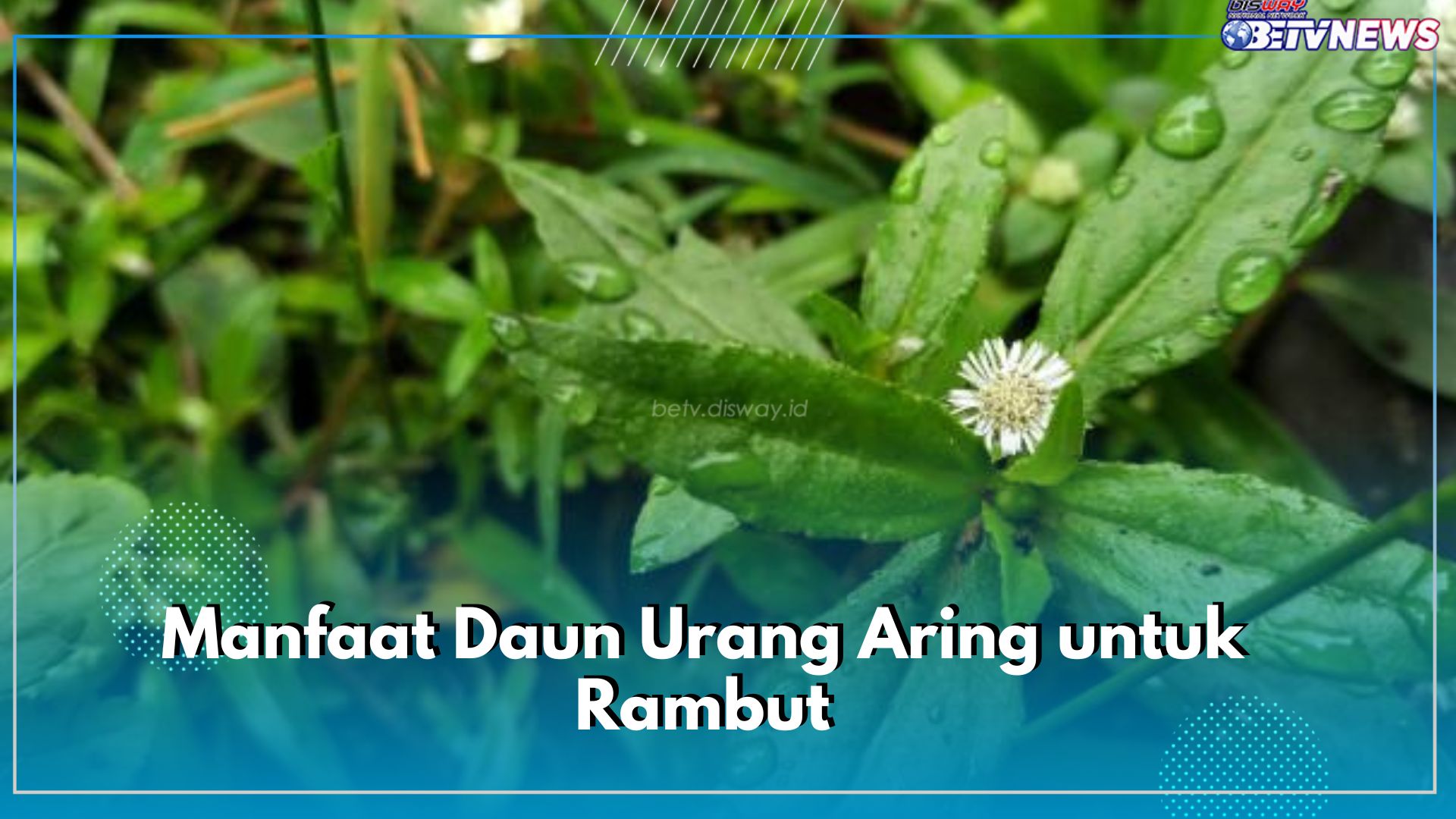 Inilah 7 Manfaat Tanaman Urang Aring bagi Kesehatan Rambut, Bikin Hitam Berkilau hingga Mencegah Kerontokan