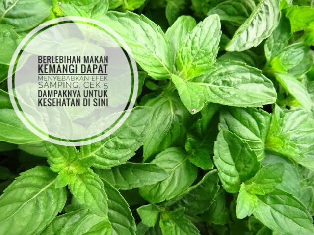 Berlebihan Makan Kemangi Dapat Menyebabkan Efek Samping, Cek 5 Dampaknya untuk Kesehatan di Sini