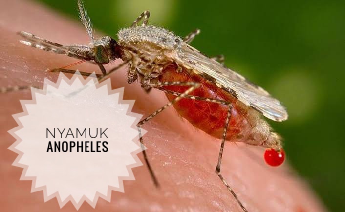 Nyamuk Anopheles Betina, Penyebab Sakit Malaria, Lebih Aktif Menggigit di Malam Hari