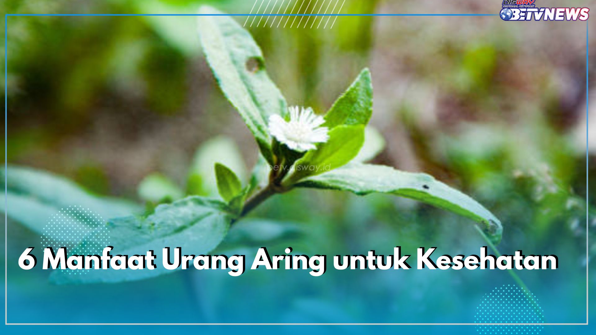 6 Manfaat Urang Aring! Tanaman Herbal dengan Segudang Manfaat, Khususnya untuk Kesehatan