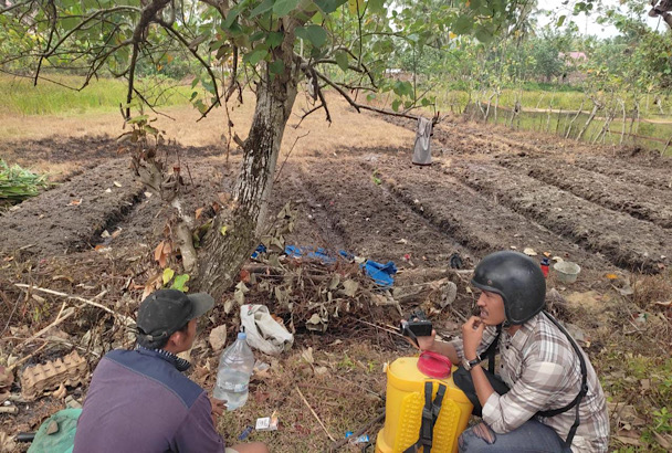 Petani Padi di Kaur Siasati Kekeringan Beralih Tanam Kangkung