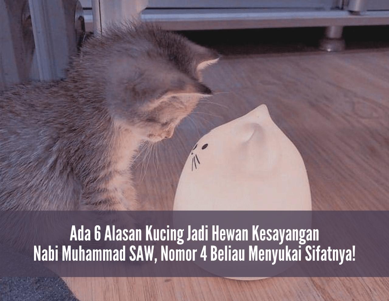 Masya Allah! Ada 6 Alasan Kucing Jadi Hewan Kesayangan Nabi Muhammad SAW, Nomor 4 Beliau Menyukai Sifatnya