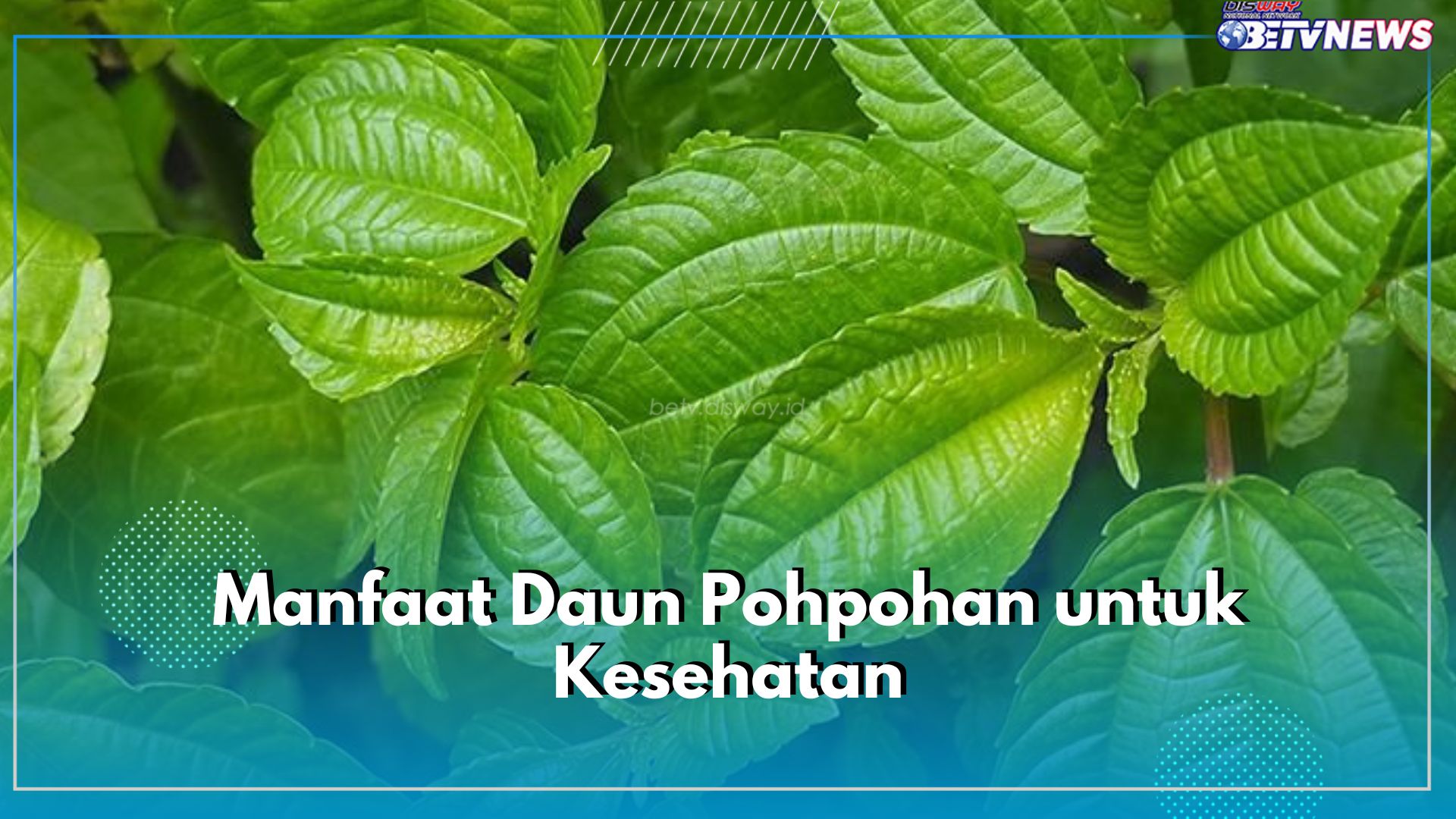 Kaya Nutrisi, Ini 6 Manfaat yang Ditawarkan Daun Pohpohan untuk Kesehatan