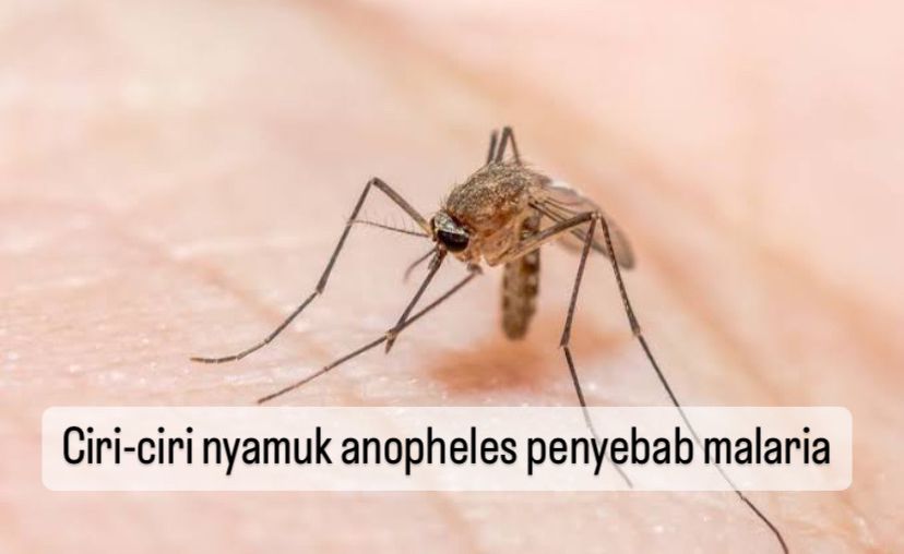 Waspada! Ini 6 Ciri-ciri Nyamuk Anopheles Penyebab Malaria, Salah Satunya Berwarna Kuning