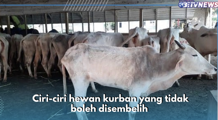 5 Ciri-ciri Hewan Kurban yang Tidak Boleh Disembelih, Kurang Makan Salah Satunya