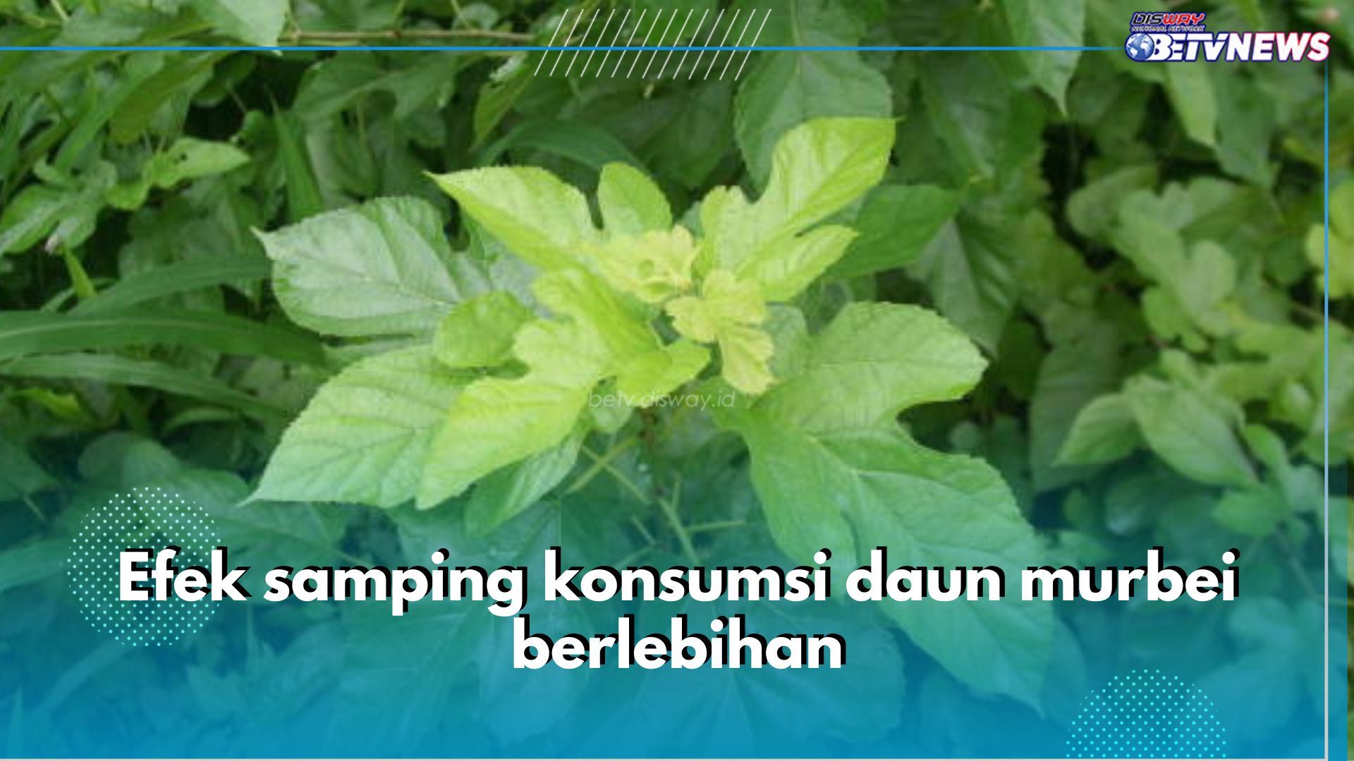 Hati-hati, Ini 6 Efek Samping Konsumsi Daun Murbei Berlebihan, Batasi Asupannya!