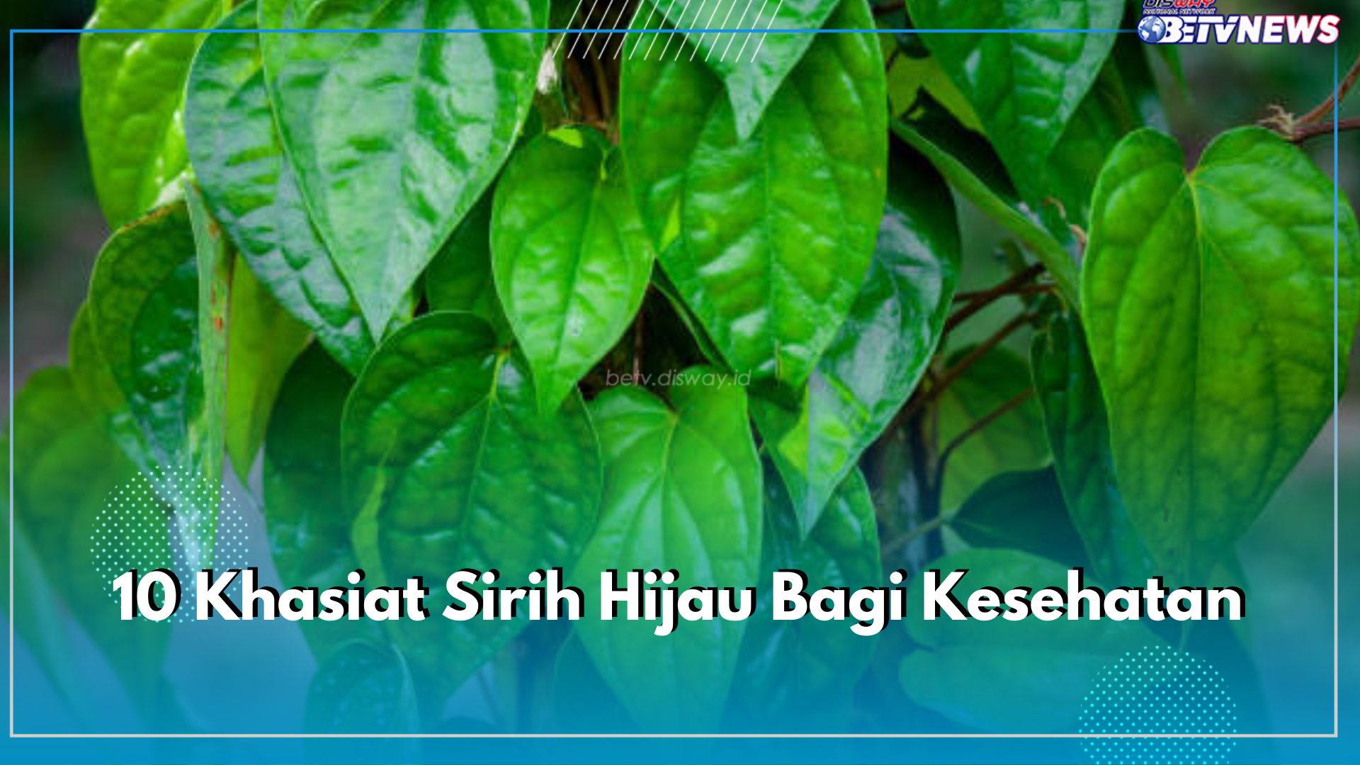 Daun Herbal dengan Segudang Manfaat, Ini Dia 10 Khasiat Sirih Hijau Bagi Kesehatan