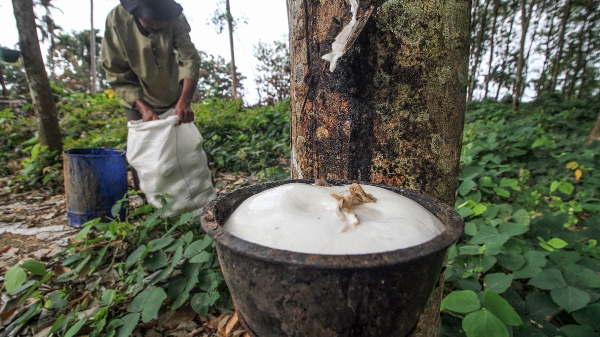 Jelang Tutup Tahun, Harga Karet di Seluma Naik Jadi Rp12.000 Per Kilogram