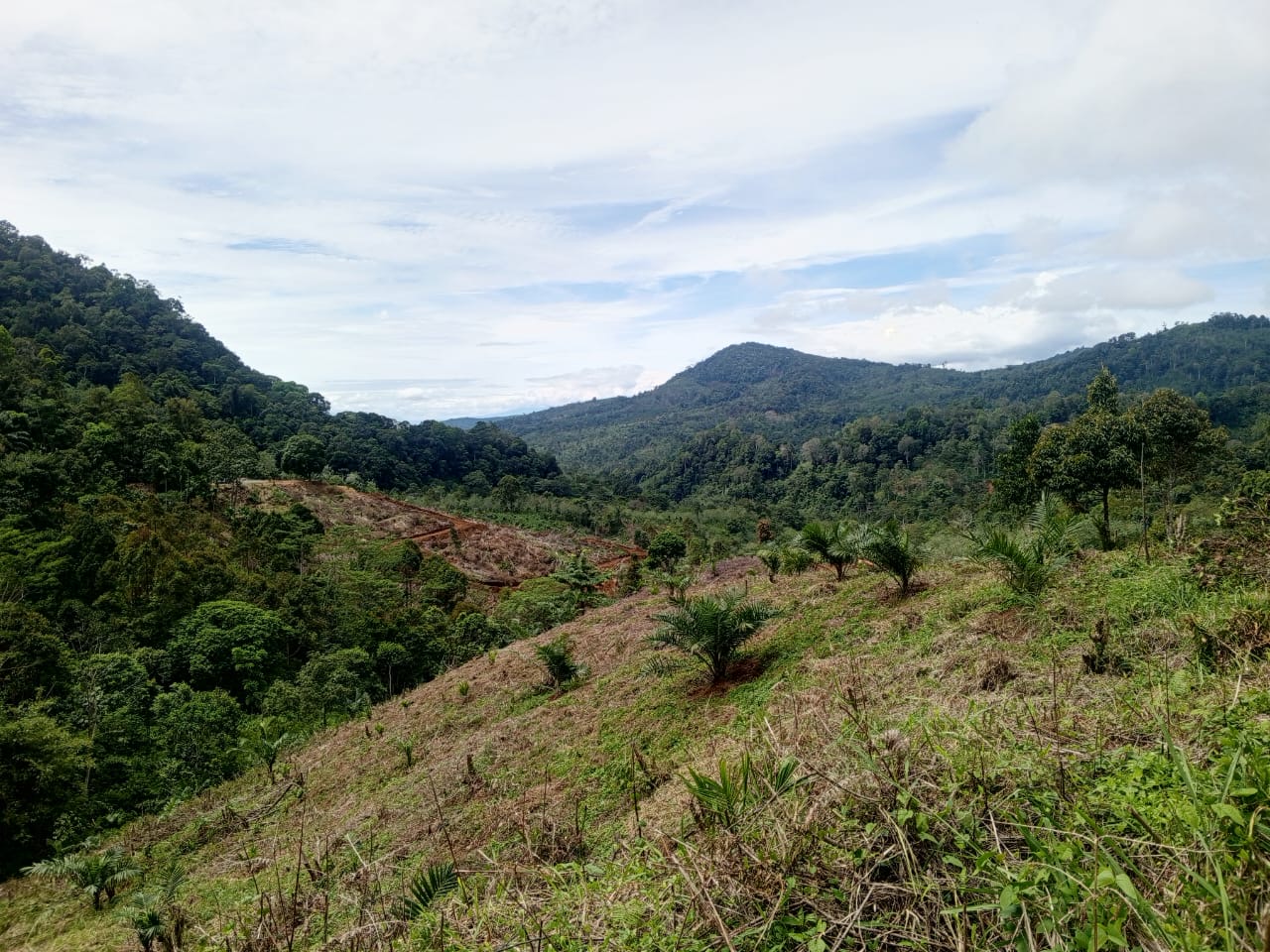 8 Perusahaan Sawit di Bengkulu Denda Bayar Kerugian Negara, 5 Terancam Pidana, Ini Penjelasan DLHK